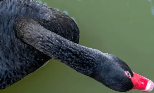 Taming A Black Swan Thumbnail